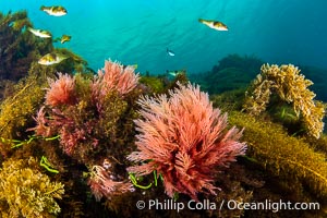 Kelp and Marine Algae Underwater at Kangaroo Island, South Australia