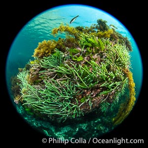 Kelp and Marine Algae Underwater at Kangaroo Island, South Australia