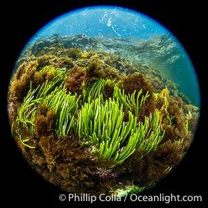 Kelp and Marine Algae Underwater at Kangaroo Island, South Australia