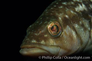 Kelp bass (calico bass), Paralabrax clathratus, San Clemente Island