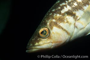 Kelp bass (calico bass), Paralabrax clathratus, San Clemente Island