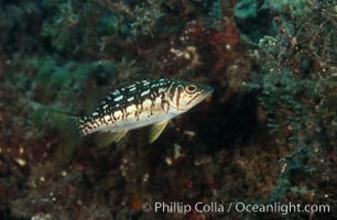 Kelp bass (calico bass), Paralabrax clathratus, San Clemente Island