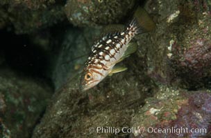 Kelp bass (calico bass). San Clemente Island, California, USA, Paralabrax clathratus, natural history stock photograph, photo id 07069