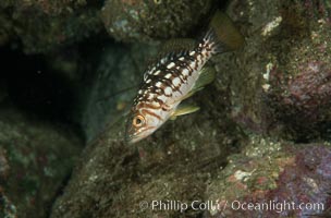 Kelp bass (calico bass), Paralabrax clathratus, San Clemente Island