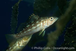 Juvenile kelp bass (calico bass) hiding amidst kelp fronds, Paralabrax clathratus, San Clemente Island