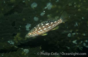 Juvenile kelp bass (calico bass) hiding amidst kelp fronds, Paralabrax clathratus, San Clemente Island