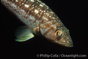 Kelp bass (calico bass), Paralabrax clathratus, San Clemente Island