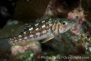 Juvenile kelp bass (calico bass) hiding amidst rocks on the reef, Paralabrax clathratus, San Clemente Island