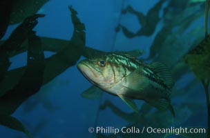 Kelp bass (calico bass) hovers amidst fronds in the kelp forest, waiting to pounce on smaller fish, Paralabrax clathratus, San Clemente Island