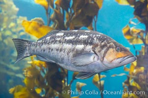 Kelp bass (calico bass) hovering amidst kelp fronds, Paralabrax clathratus