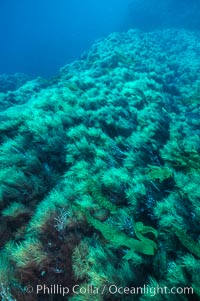 Seamount and algae/kelp, Roca del Skip, Guadalupe Island (Isla Guadalupe)