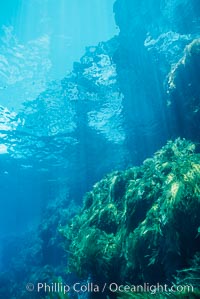 Kelp covered wall of Church Rock, Guadalupe Island (Isla Guadalupe)