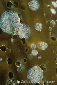 Kelp encrusting bryozoan on giant kelp, Macrocystis pyrifera, Membranipora sp., copyright Natural History Photography, www.oceanlight.com, image #02540, all rights reserved worldwide.