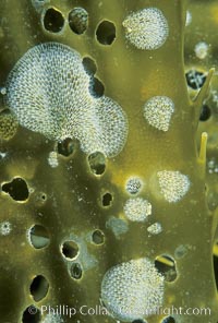 Kelp encrusting bryozoan growing on kelp, Macrocystis pyrifera, Membranipora