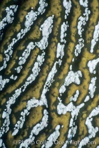 Kelp encrusting bryozoan growing on giant kelp, Macrocystis pyrifera, Membranipora