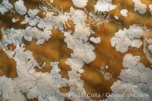 Kelp fronds with encrusting bryozoans, Macrocystis pyrifera, Membranipora