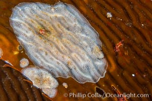 Encrusting bryozoans colonize a giant kelp blade.  Approximately 2 inches (5cm) across, Macrocystis pyrifera, Membranipora, San Nicholas Island