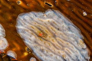 Encrusting bryozoans colonize a giant kelp blade.  Approximately 2 inches (5cm) across, Macrocystis pyrifera, Membranipora, San Nicholas Island