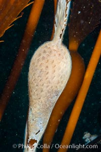 Encrusting bryozoans colonize a giant kelp pneumatocyst (bubble).  Approximately 3 inches (8cm). San Nicholas Island, California, USA, Macrocystis pyrifera, Membranipora, natural history stock photograph, photo id 10208