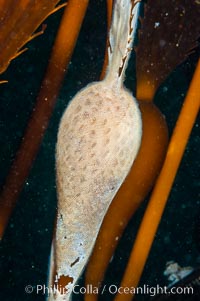 Encrusting bryozoans colonize a giant kelp pneumatocyst (bubble).  Approximately 3 inches (8cm), Macrocystis pyrifera, Membranipora, San Nicholas Island