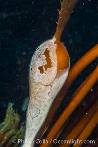 Encrusting bryozoans colonize a giant kelp pneumatocyst (bubble).  Approximately 3 inches (8cm), Macrocystis pyrifera, Membranipora, San Nicholas Island