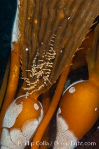 Encrusting bryozoans colonize a giant kelp pneumatocyst (bubble).  Approximately 3 inches (8cm), Macrocystis pyrifera, Membranipora, San Nicholas Island