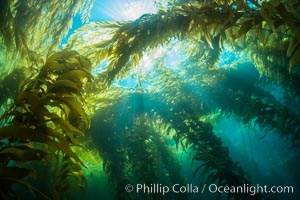 A kelp forest, with sunbeams passing through kelp fronds. Giant kelp, the fastest growing plant on Earth, reaches from the rocky bottom to the ocean's surface like a submarine forest, Catalina Island