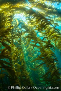 A kelp forest, with sunbeams passing through kelp fronds. Giant kelp, the fastest growing plant on Earth, reaches from the rocky bottom to the ocean's surface like a submarine forest, Catalina Island