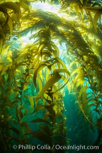 A kelp forest, with sunbeams passing through kelp fronds. Giant kelp, the fastest growing plant on Earth, reaches from the rocky bottom to the ocean's surface like a submarine forest, Catalina Island