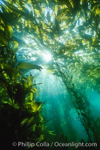 Kelp Forest, Geronimo Island, Geronimo Island (Isla San Jeronimo)