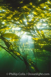 Kelp Forest, Geronimo Island, Geronimo Island (Isla San Jeronimo)