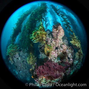 The Kelp Forest and Rocky Reef of San Clemente Island. Giant kelp grows rapidly, up to 2' per day, from the rocky reef on the ocean bottom to which it is anchored, toward the ocean surface where it spreads to form a thick canopy. Myriad species of fishes, mammals and invertebrates form a rich community in the kelp forest. Lush forests of kelp are found throughout California's Southern Channel Islands, Macrocystis pyrifera