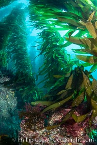 The Kelp Forest and Rocky Reef of San Clemente Island. Giant kelp grows rapidly, up to 2' per day, from the rocky reef on the ocean bottom to which it is anchored, toward the ocean surface where it spreads to form a thick canopy. Myriad species of fishes, mammals and invertebrates form a rich community in the kelp forest. Lush forests of kelp are found throughout California's Southern Channel Islands, Macrocystis pyrifera