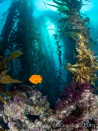 The Kelp Forest and Rocky Reef of San Clemente Island. Giant kelp grows rapidly, up to 2' per day, from the rocky reef on the ocean bottom to which it is anchored, toward the ocean surface where it spreads to form a thick canopy. Myriad species of fishes, mammals and invertebrates form a rich community in the kelp forest. Lush forests of kelp are found throughout California's Southern Channel Islands