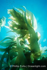 Kelp forest, fronds backlit by sun, Macrocystis pyrifera, San Clemente Island