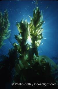 Kelp forest, fronds backlit by sun, Macrocystis pyrifera, San Clemente Island