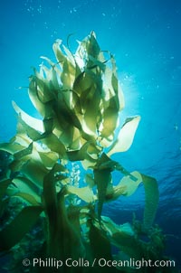 Kelp forest, fronds backlit by sun, Macrocystis pyrifera, San Clemente Island
