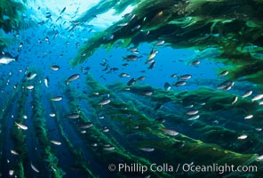 Blacksmith schooling amid kelp forest, Chromis punctipinnis, Macrocystis pyrifera, San Clemente Island