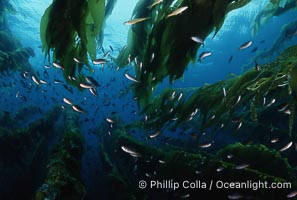 Fish schooling amid kelp forest, Macrocystis pyrifera, San Clemente Island