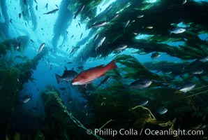 Fish schooling amid kelp forest, Macrocystis pyrifera, San Clemente Island