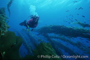 Diver in kelp, Macrocystis pyrifera, San Clemente Island