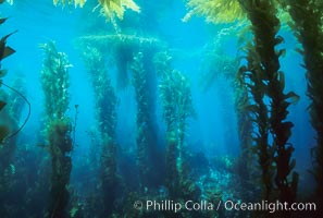 Kelp forest. San Clemente Island, California, USA, Macrocystis pyrifera, natural history stock photograph, photo id 06092