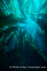 Kelp forest, Macrocystis pyrifera, San Clemente Island