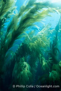 Kelp forest, Macrocystis pyrifera, San Clemente Island