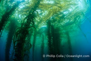 Kelp forest, Macrocystis pyrifera, San Clemente Island