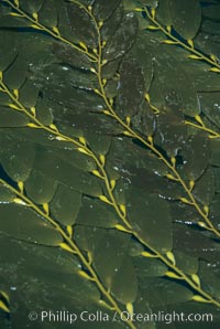 Kelp fronds reach the surface and spread out to form a canopy. San Clemente Island, California, USA, Macrocystis pyrifera, natural history stock photograph, photo id 06098