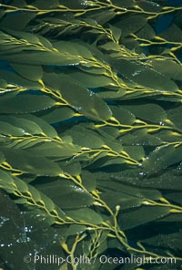 Image 06099, Kelp fronds reach the surface and spread out to form a canopy. San Clemente Island, California, USA, Macrocystis pyrifera, Phillip Colla, all rights reserved worldwide.   Keywords: air bladder:algae:blade:braendeltang:bubble:california:channel islands:float:forest:frond:frond stipe pneumatocyst detail:gas:gedroogde kelp:giant kelp:habitat:harina de kelp:harina de la macroalga:kelp:kelp forest:leaf:macroalga marina:macrocystis:macrocystis pyrifera:marine:marine algae:marine plant:ocean:oceans:outdoors:outside:pacific:pacific ocean:phaeophyceae:plant:pneumatocyst:pneumatocysts:reuzenkelp:san clemente island:sargazo gigante:sea:sea grass:sea weed:seaweed:underwater:usa:zeewier.