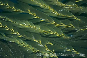 Kelp fronds reach the surface and spread out to form a canopy, Macrocystis pyrifera, San Clemente Island