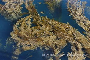 Kelp fronds grow upward from the reef below to reach the ocean surface and spread out to form a living canopy, Macrocystis pyrifera, San Clemente Island