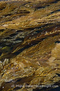 Kelp fronds grow upward from the reef below to reach the ocean surface and spread out to form a living canopy, Macrocystis pyrifera, San Clemente Island